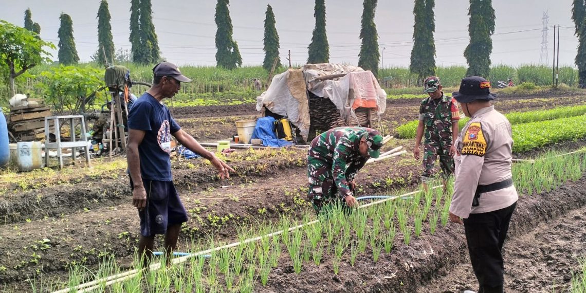 Polsek Krian Optimalisasi Tanam Bawang Merah untuk Ketahanan Pangan