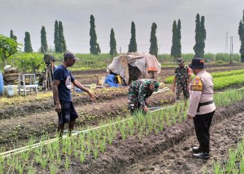 Polsek Krian Optimalisasi Tanam Bawang Merah untuk Ketahanan Pangan
