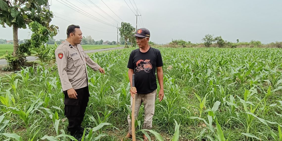 Polsek Tarik Optimalisasi Lahan Jagung untuk Ketahanan Pangan