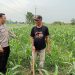 Polsek Tarik Optimalisasi Lahan Jagung untuk Ketahanan Pangan