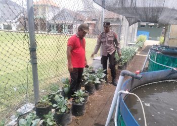 Polsek Buduran Optimalisasi Pengelolaan Lahan Peternakan dan Sayur untuk Ketahanan Pangan