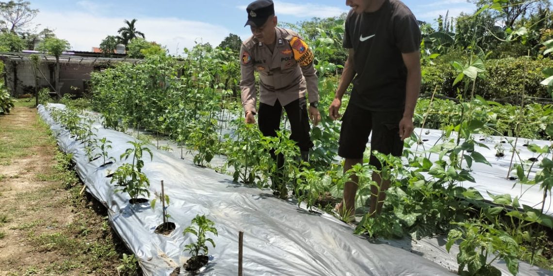 Bhabinkamtibmas Desa Sambibulu Taman, Sambang Cek Perkembangan Tanaman P2L