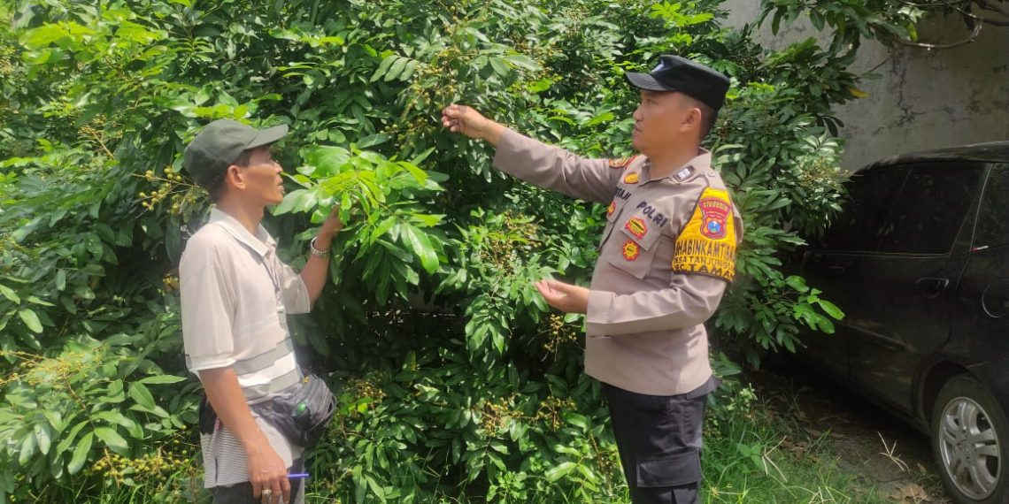Personel Polsek Taman Tinjau Perkembangan Tanaman Kelengkeng