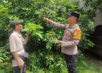 Personel Polsek Taman Tinjau Perkembangan Tanaman Kelengkeng