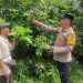 Personel Polsek Taman Tinjau Perkembangan Tanaman Kelengkeng