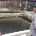 Polsek Tarik Dampingi Warga Budidaya Ikan Lele