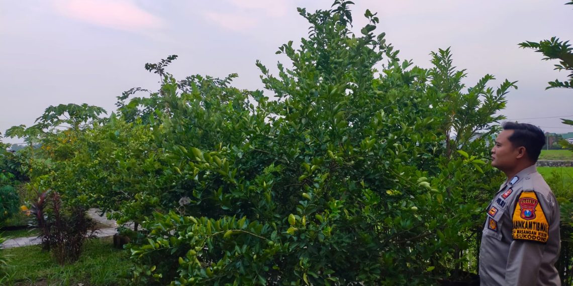 Bhabinkamtibmas Desa Masangan Kulon Ajak Warga Optimalkan Perkebunan Buah dan Sayur