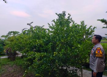 Bhabinkamtibmas Desa Masangan Kulon Ajak Warga Optimalkan Perkebunan Buah dan Sayur