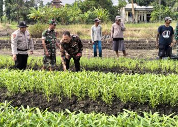 Bhabinkamtibmas Gamping Maksimalkan Penanaman Kangkung Program Ketahanan Pangan