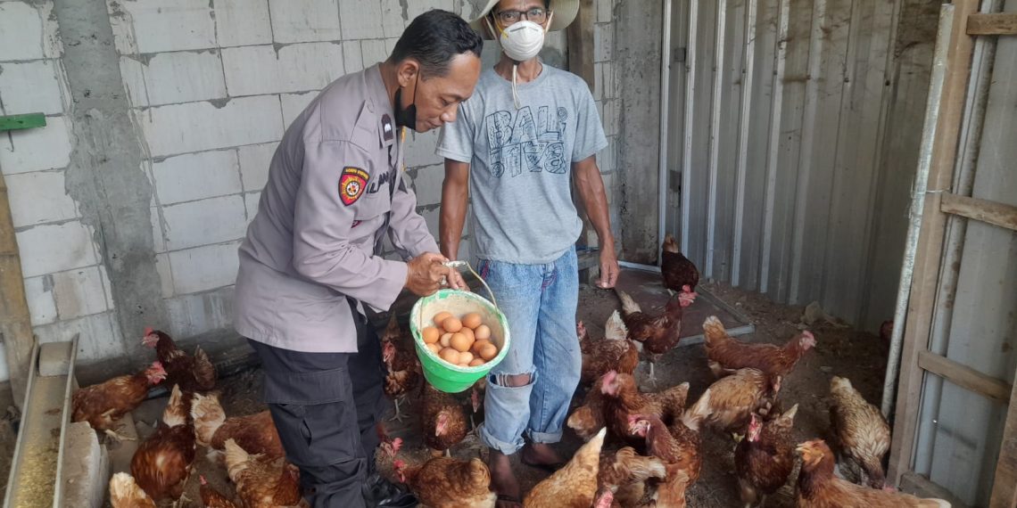 Bhabinkamtibmas Trosobo Taman Kunjungi Peternakan Ayam Petelur Dukung Ketahanan Pangan