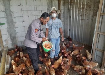 Bhabinkamtibmas Trosobo Taman Kunjungi Peternakan Ayam Petelur Dukung Ketahanan Pangan