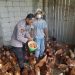 Bhabinkamtibmas Trosobo Taman Kunjungi Peternakan Ayam Petelur Dukung Ketahanan Pangan