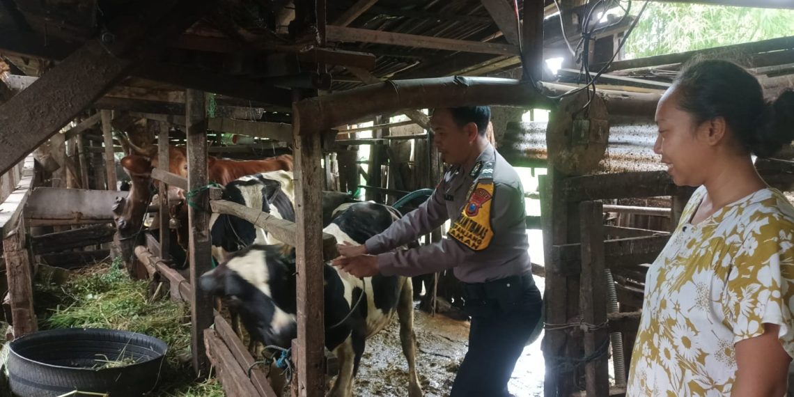 Bhabinkamtibmas Sepanjang Taman Kunjungi Peternakan Sapi Dukung Ketahanan Pangan