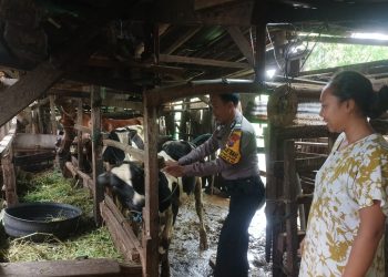 Bhabinkamtibmas Sepanjang Taman Kunjungi Peternakan Sapi Dukung Ketahanan Pangan