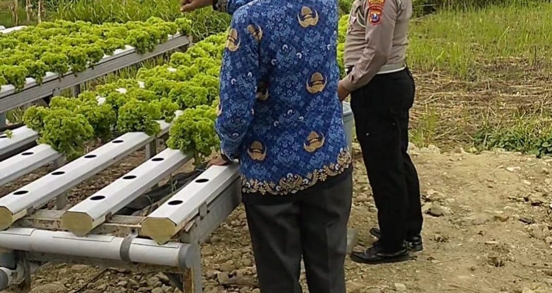 Bhabinkamtibmas Desa Watugolong Tinjau Lahan Hidroponik Selada untuk Ketahanan Pangan