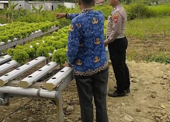 Bhabinkamtibmas Desa Watugolong Tinjau Lahan Hidroponik Selada untuk Ketahanan Pangan