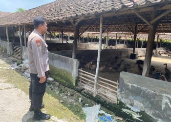Kampung Bebek Desa Kebonsari Dukung Ketahanan Pangan Polresta Sidoarjo
