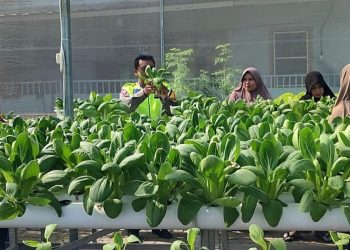 Bhabinkamtibmas Desa Kletek Cek Green House Ketahanan Pangan