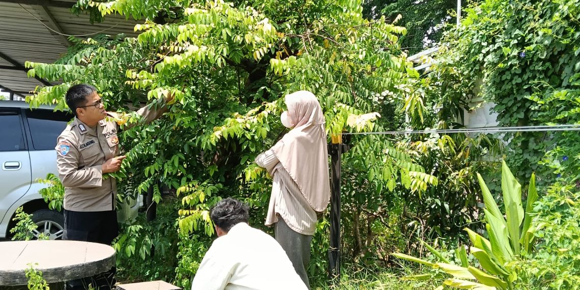 Polsek Waru Masifkan Peran Bhabinkamtibmas Cek Perkembangan Tanaman Ketahanan Pangan