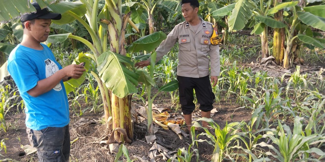 Bhabinkamtibmas Desa Sukorejo Dampingi Warga Garap Lahan Ketahanan Pangan