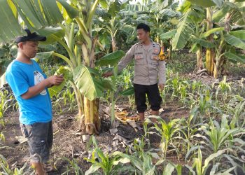 Bhabinkamtibmas Desa Sukorejo Dampingi Warga Garap Lahan Ketahanan Pangan