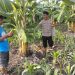 Bhabinkamtibmas Desa Sukorejo Dampingi Warga Garap Lahan Ketahanan Pangan