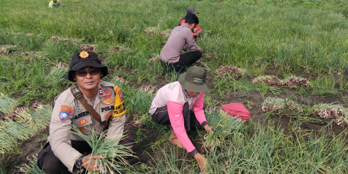 Polsek Krembung Bersama Warga Panen Bawang Merah, Wujud Nyata Ketahanan Pangan
