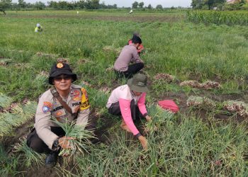 Polsek Krembung Bersama Warga Panen Bawang Merah, Wujud Nyata Ketahanan Pangan