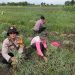 Polsek Krembung Bersama Warga Panen Bawang Merah, Wujud Nyata Ketahanan Pangan