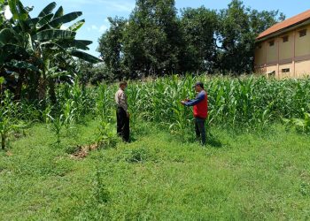 Polsek Balongbendo Dampingi Warga Kelola Jagung