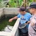 Polsek Waru Cek Budidaya Ikan Lele Warga