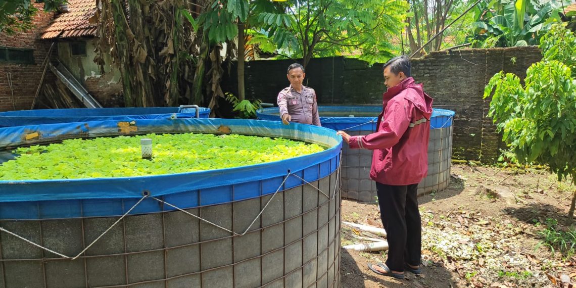 Polsek Wonoayu Cek Budidaya Ikan Mujaer