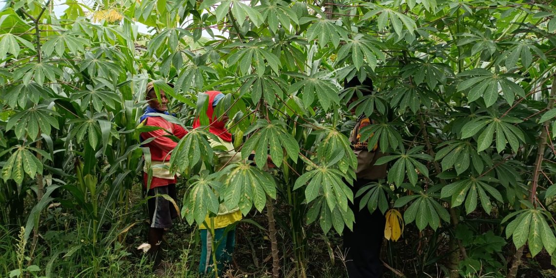 Dukung Ketahanan Pangan, Polsek Balongbendo Masif Turun ke Warga
