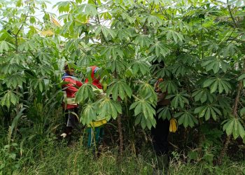 Dukung Ketahanan Pangan, Polsek Balongbendo Masif Turun ke Warga