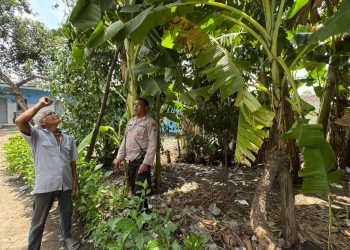 Bhabinkamtibmas Desa Kalanganyar Tinjau Lahan Tanaman Pisang untuk Swasembada Pangan