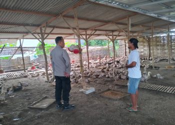 Bhabinkamtibmas Desa Gelang Koordinasi dengan Warga Manfaatkan Lahan P2B untuk Peternakan Bebek