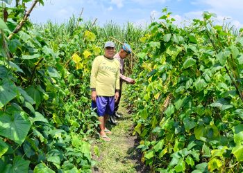 Bhabinkamtibmas Desa Kesambi Cek Tanaman Kacang Panjang