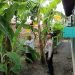 Warga Desa Wonocolo Ubah Lahan Kosong Jadi Kebun Pisang, Kapolsek Taman Beri Apresiasi
