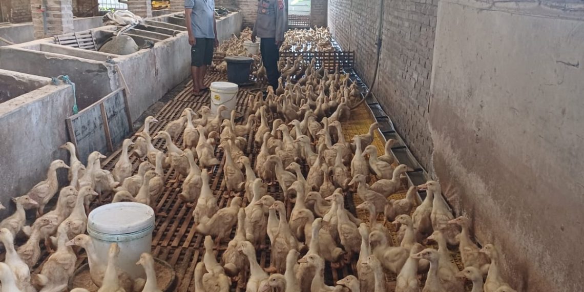 Polsek Tarik Dukung Swasembada Pangan, Dorong Peternakan Bebek di Desa Mergosari