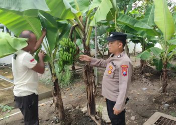 Polsek Taman Pantau Lahan Tanaman Pisang dan Jambu untuk Swasembada Pangan