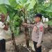 Polsek Taman Pantau Lahan Tanaman Pisang dan Jambu untuk Swasembada Pangan