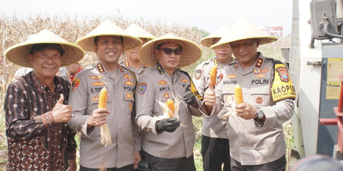 Kapolda Jawa Timur Panen Raya Jagung di Prambon Sidoarjo