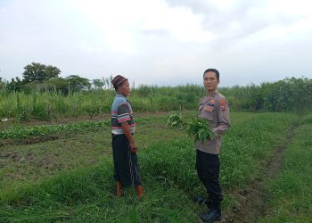 Bhabinkamtibmas Desa Jedong Cangkring Pantau Tanaman Sayur