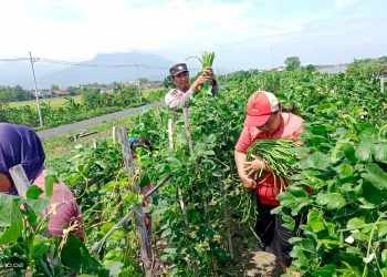 Bhabinkamtibmas Desa Kupang Sambangi Warga, Dukung Pekarangan Pangan Bergizi (P2B)