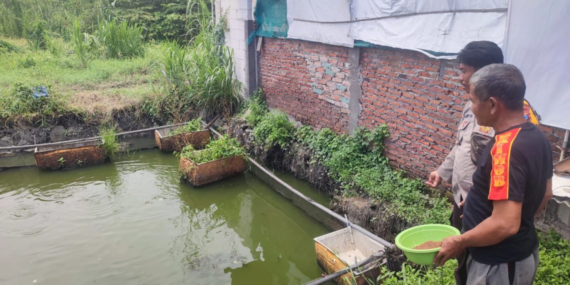Warga Tanggulangin Bikin Kolam Ikan Lele di Lahan Rumah Diapresiasi Polisi
