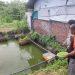 Warga Tanggulangin Bikin Kolam Ikan Lele di Lahan Rumah Diapresiasi Polisi