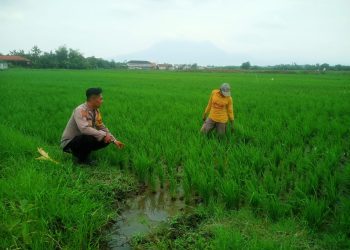 Cek Tanam Padi Berhasil, Kanit Binmas Polsek Krembung Turun ke Lahan Pertanian