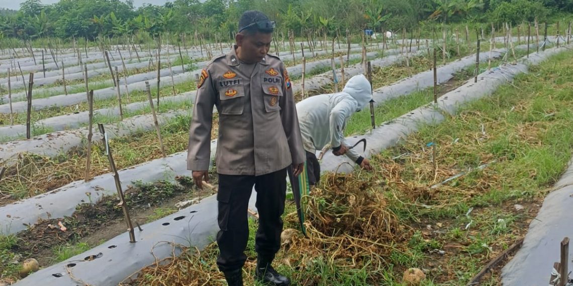 Anggota Polsek Tarik Cek Pengolahan Lahan Melon di Desa Kendalsewu