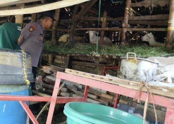 Bhabinkamtibmas Desa Kedungpeluk Motivasi Peternak Kambing untuk Ketahanan Pangan