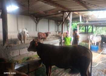 Polsek Taman Dukung Warga Kembangkan Peternakan Sapi untuk Ketahanan Pangan